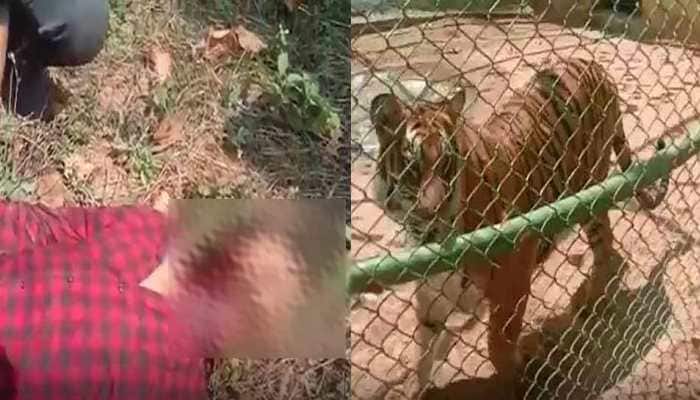 Image result for jharkhand-ranchi-tigress-did-attack-on-man-in-zoo