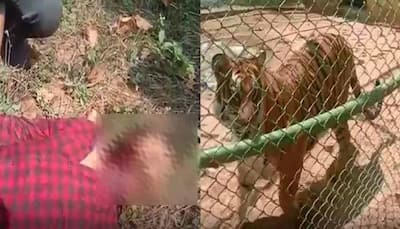 Tigress 'Anushka' kills youth in  Ranchi's Ormanjhi zoo