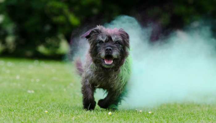 Holi 2020: How to celebrate the festival without turning your pet&#039;s day grey!