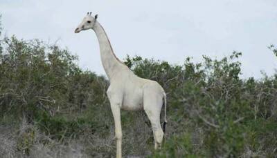 Poachers in Kenya kill 2 rare white Giraffes; social media abuzz with reactions