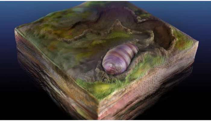 Researchers find tiny worm-like creature which could be ancestor of modern-day animals