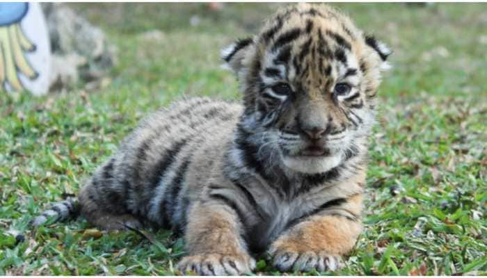 Bengal tiger cub &#039;Covid&#039; named after coronavirus pandemic at zoo in Mexico