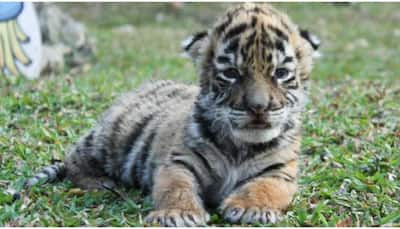 Bengal tiger cub 'Covid' named after coronavirus pandemic at zoo in Mexico