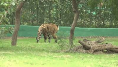 Chhattisgarh govt orders sanitisation of Raipur jungle safari, tiger reserves