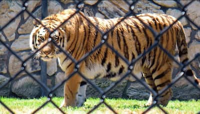 Maharashtra zoos, parks get guidelines after US tiger tests positive