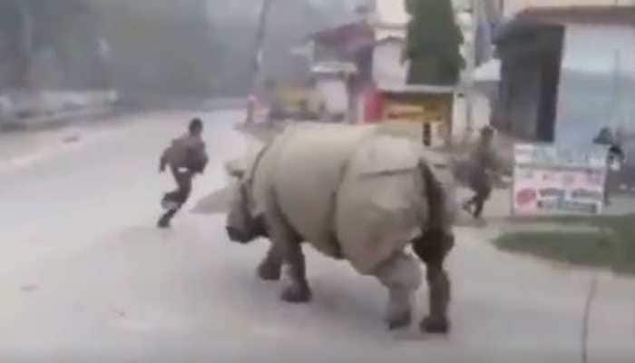 Rhino takes a tour of deserted roads in Nepal, chases man in viral video