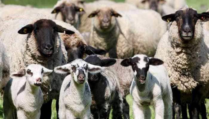 J&amp;K: 73 sheep, goats die of suspected hypothermia in Udhampur