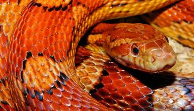 Amid coronavirus pandemic, even snakes are ‘staying home’, watch viral video