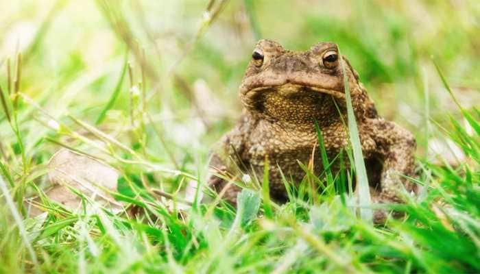 Viral video: Big toad jumps on camera after prodded with a shoe - Watch