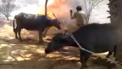 Telangana constables save buffaloes from raging fire in Iskilla village, avert mishap