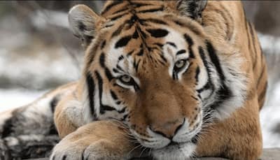 Tigress dies in Delhi zoo, no coronavirus link found
