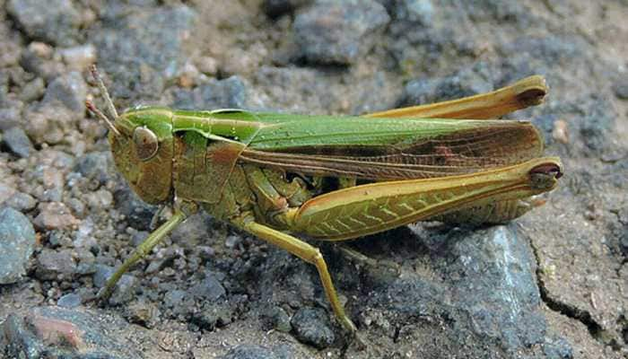 Locust attack in COVID-19 coronavirus-hit Africa