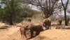 Elephants roll down steep path in most adorable manner — Watch viral videos	