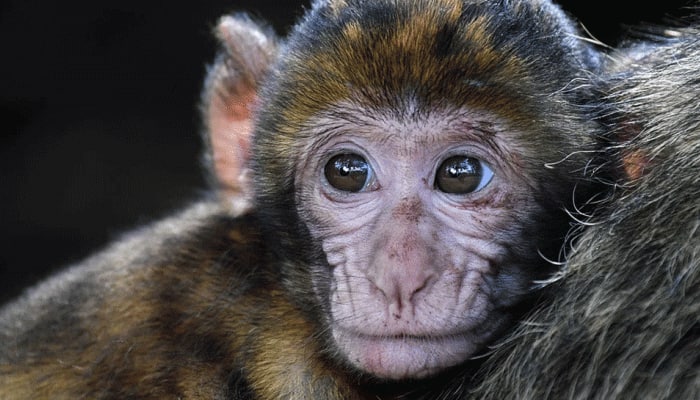 Monkey riding miniature bike attempts to steal child in broad daylight — Viral video