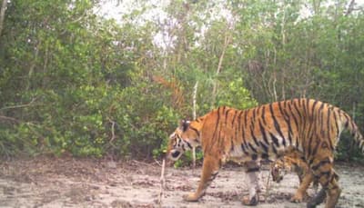 West Bengal's Sundarbans witnesses highest increase in Royal Bengal Tigers since 2016