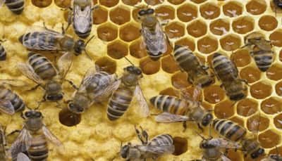 Scientists discover a gene in honey bees that solve the mystery over virgin birth  