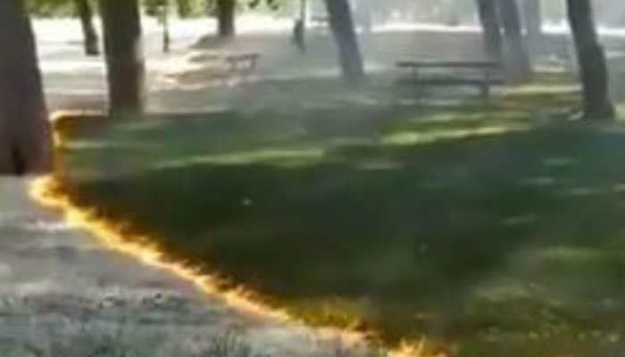 Watch: In Spain, mysterious fire sweeps through park without damaging trees or grass; yes, you read that right!