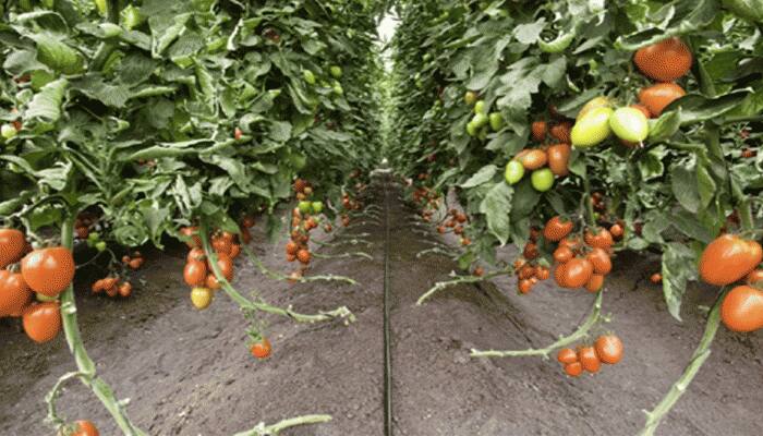 Coronavirus-hit Maharashtra&#039;s farmers fear ‘Tiranga’ virus damaging tomato crop 