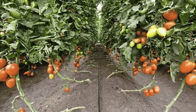 Coronavirus-hit Maharashtra's farmers fear ‘Tiranga’ virus damaging tomato crop 