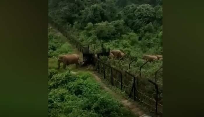 Watch Video: Elephants entering into Meghalaya forests on India-Bangladesh border 