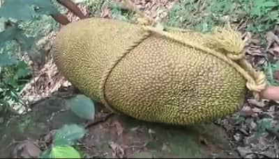 Kerala man finds massive 50 kg jackfruit in backyard, applies for Guinness Record