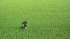 agriculture marketing