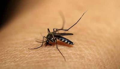 National Dengue Day 2020: Facts and tips to prevent yourself from the vector-borne disease