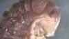 Scientists discover new species of fungus on Twitter, names it Troglomyces twitteri