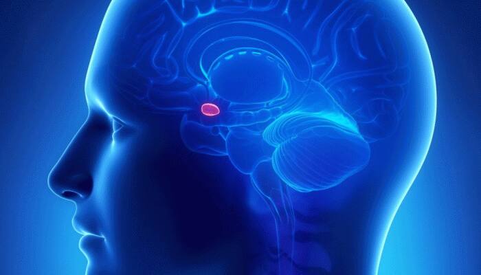 IIT-Guwahati finds new ways to prevent memory loss due to Alzheimer's disease