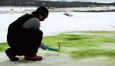 Climate change turning Antarctica's snow green