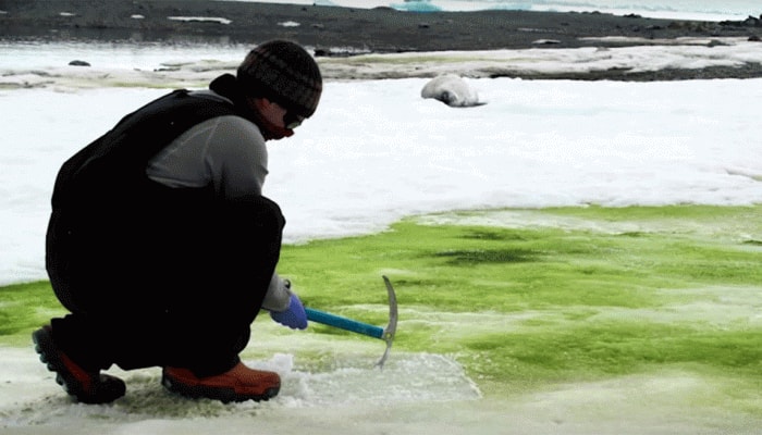 Climate change turning Antarctica's snow green