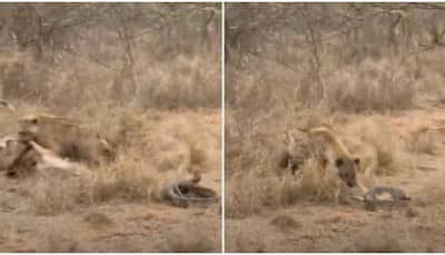 Hyena steals an impala from a python; watch viral video here