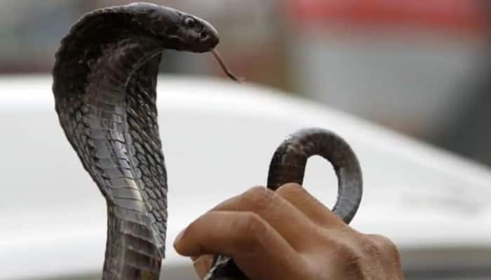 Kerala man kills wife using snake to bite her, arrested 