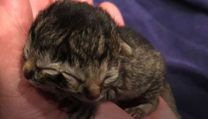 Kitten born with two faces in Canada’s Oregon, named Biscuits and Gravy