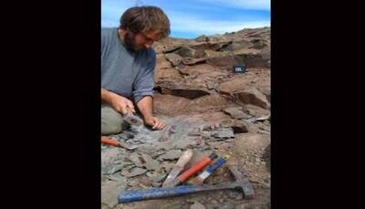 Fossils of 'extraordinary hunter dinosaur' megaraptors discovered in Argentina