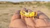 Drones, planes to be used to fight locust attack in Rajasthan