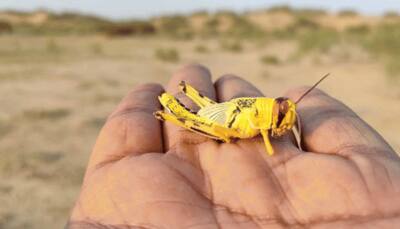 Drones, planes to be used to fight locust attack in Rajasthan