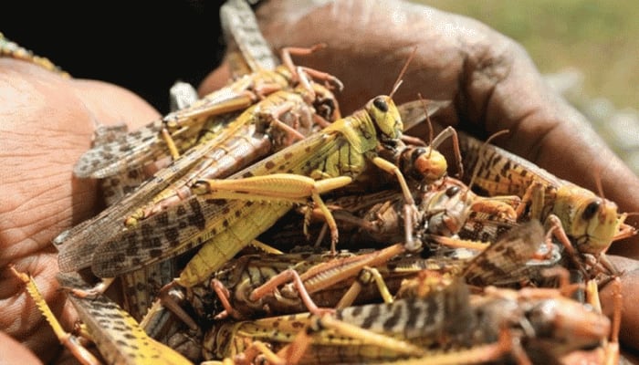 3-km long army of locusts reach Jhansi, fire brigade remain on standby