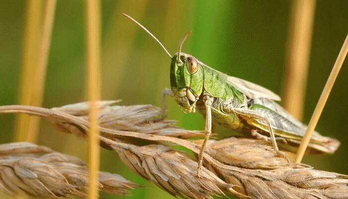 Locust army enters Maharahstra, 4-5 villages in Vidarbha region come under attack