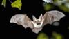 Dead bats create panic in UP's Gorakhpur, carcass sent to vet research institute