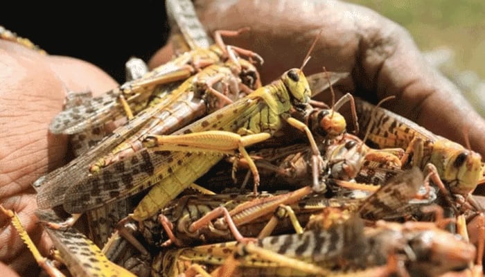 Locusts attack threatens summer crop in India, farmers across several states fear massive losses