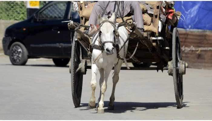 Horse in Jammu becomes first animal to be put under quarantine after it travelled through COVID-19 red zone