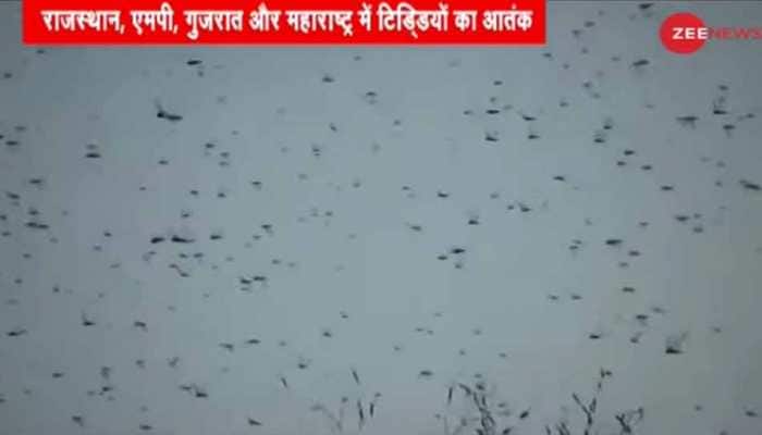 Locust swarms arrive in India for summer breeding; Delhi, UP put on alert