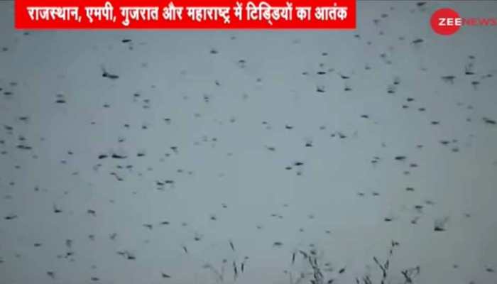 Locust swarms arrive in India for summer breeding; Delhi, UP put on alert