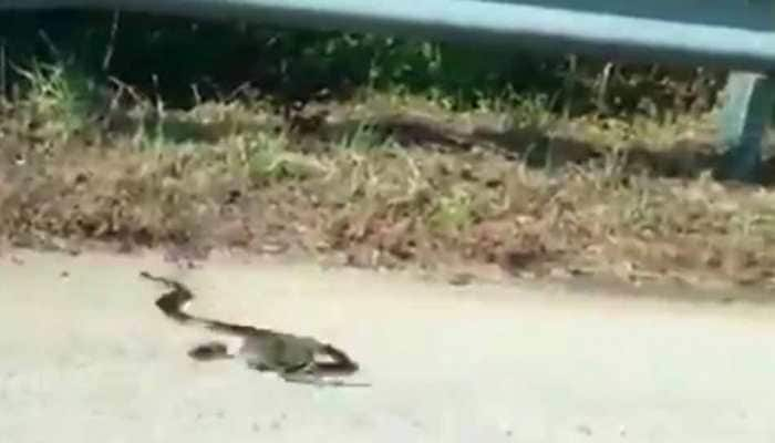 Mother rat chases away snake to protect baby, video goes viral