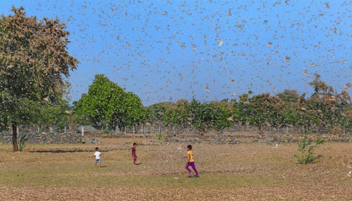 PM Narendra Modi assures help to all states affected by locust attack