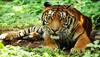 Tiger on the loose from Oakland Zoo, officials soon after say all animals accounted for