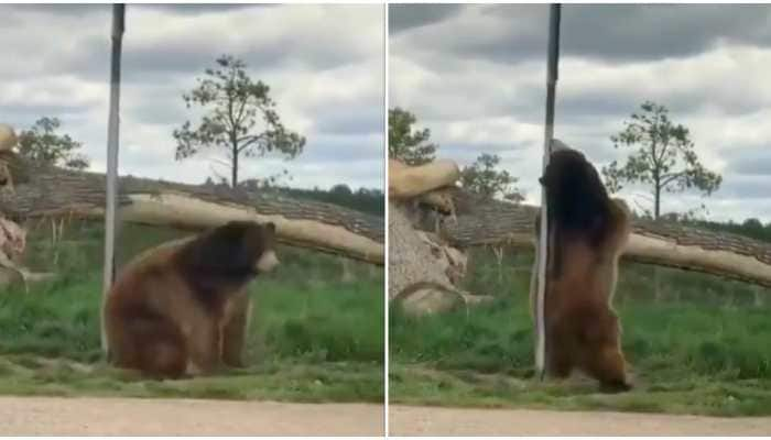 Twitteratis call it pole dance after video of bear rubbing his back against pole goes viral