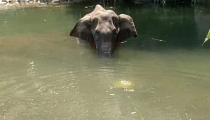 Pregnant elephant dies in Kerala after eating pineapple filled with firecrackers