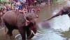 FIR against unidentified people for feeding cracker-filled pineapple to pregnant elephant in Kerala's Malappuram
